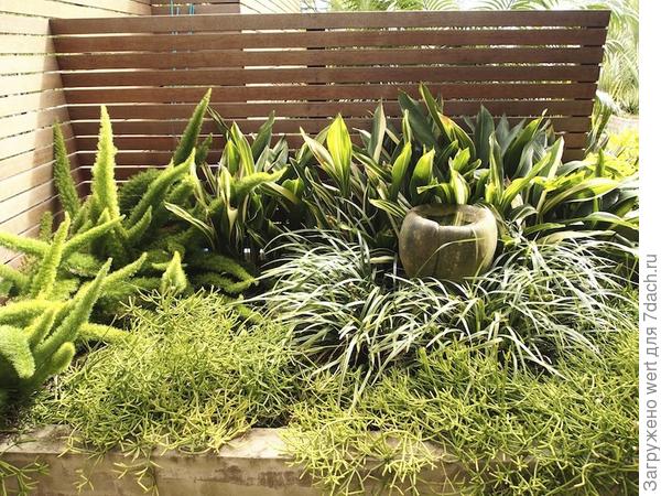 Сад на крыше