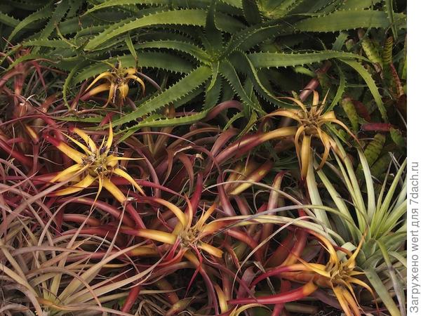 Сад на крыше