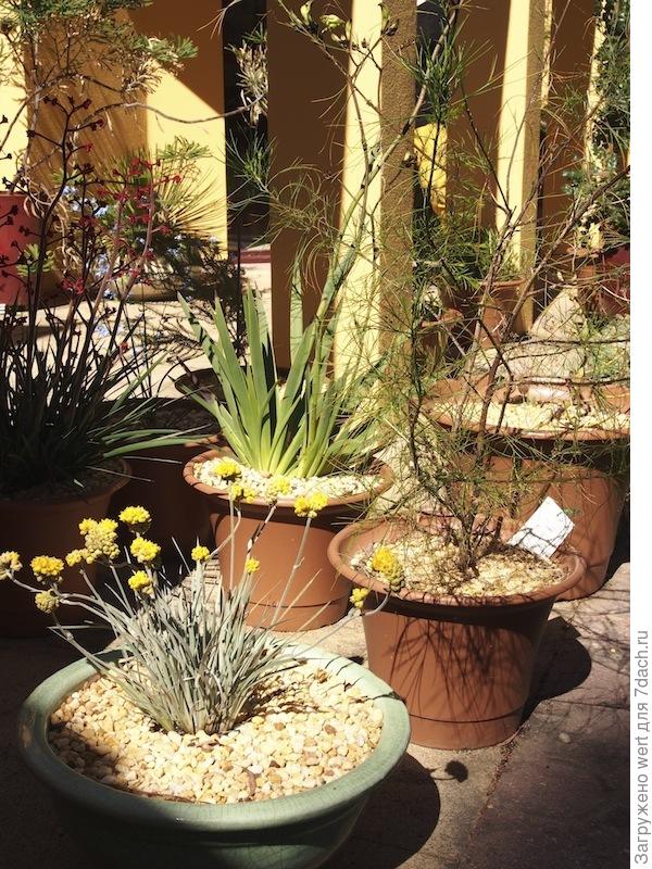 Австралийский сад