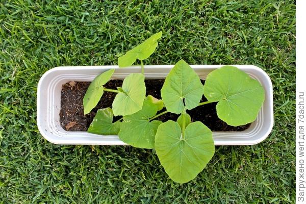 Детский мини-огород