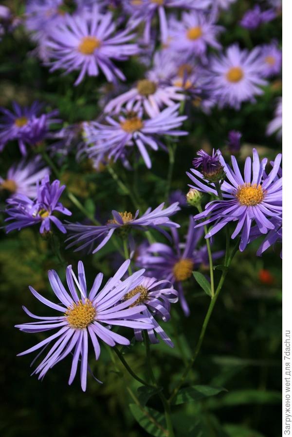 Воодушевляющий пример ландшафтного дизайна