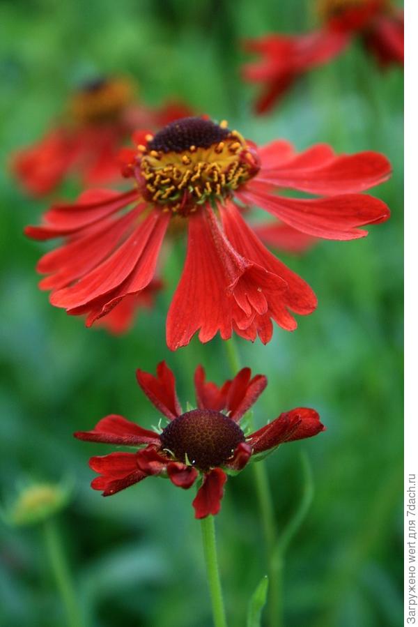 Воодушевляющий пример ландшафтного дизайна