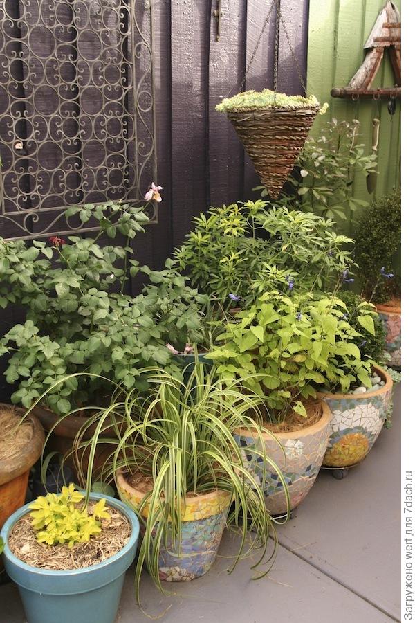 Изысканный крошечный сад Дженни Вудрафф