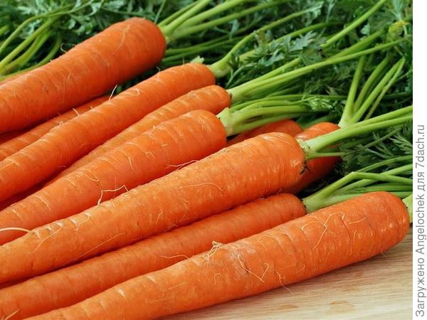 вырастить большой урожай моркови