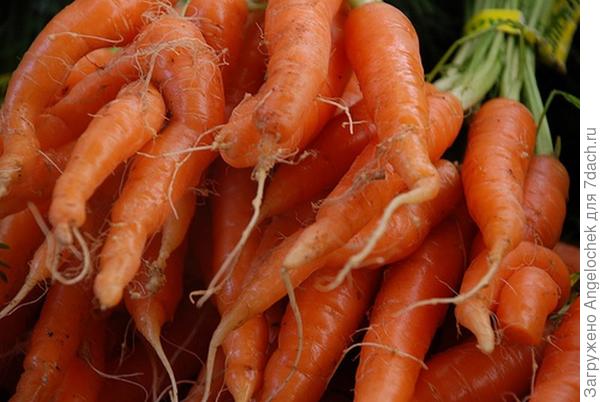 Морковь как вырастить хороший урожай и Раскрываем все секреты посадки и ухода за урожаем⁠⁠