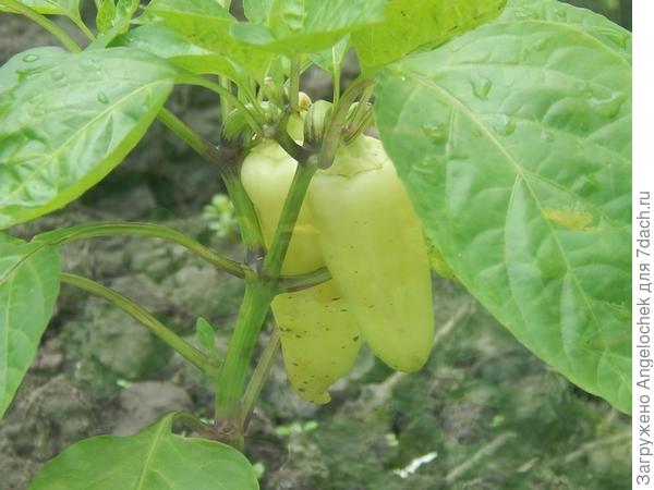 и перчик уже подрос