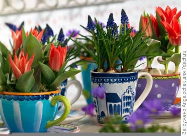 зимние цветы