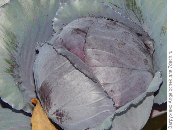 краснокочанная капуста