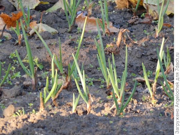 зеленый лук