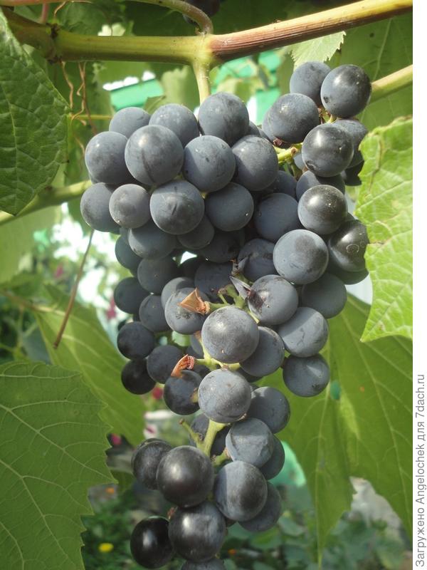 виноград