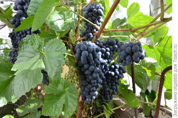 Мои секреты выращивания винограда в условиях Сибири