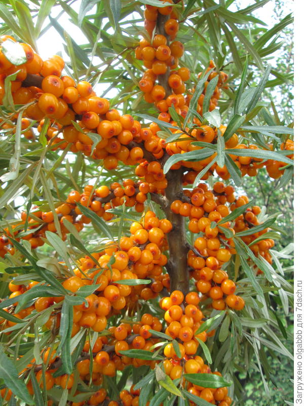 облепиха