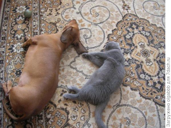 мои животные