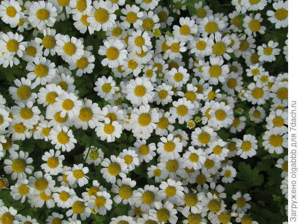 ромашки