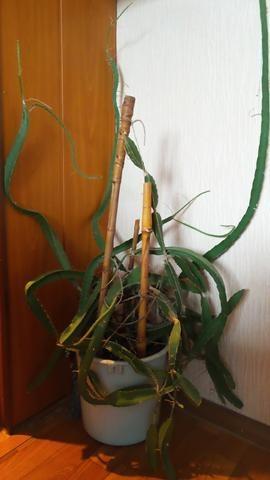 Кактус