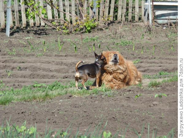 Вот мои два охранника : Кузя (той) и Боня (чау-чау)