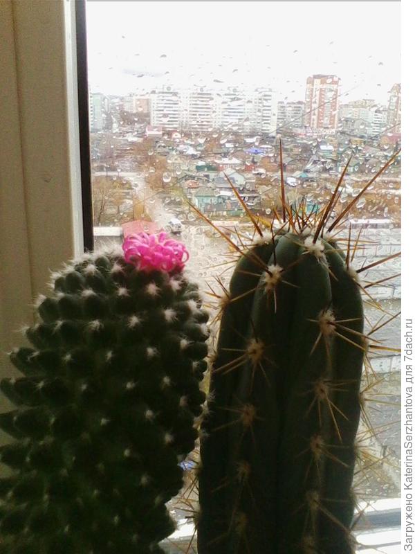 Сладкая парочка