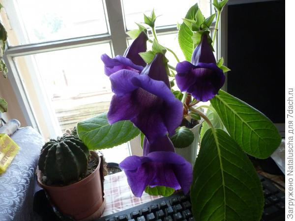 Моя глоксиния
