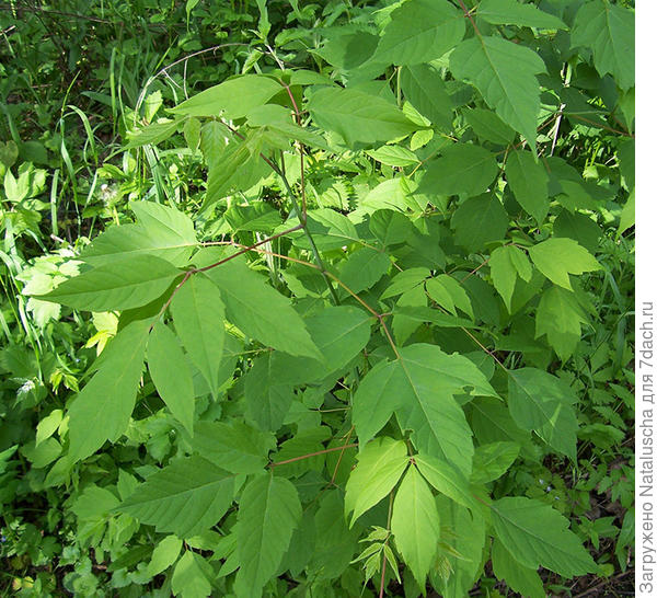 клён американский