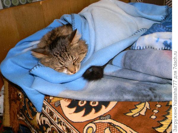 кот