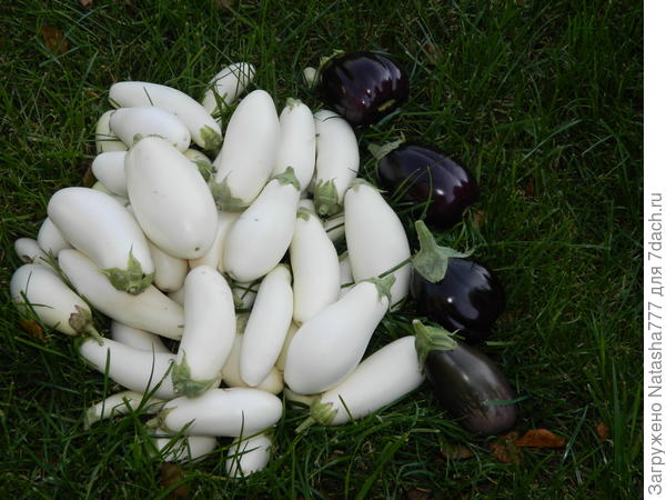 баклажан