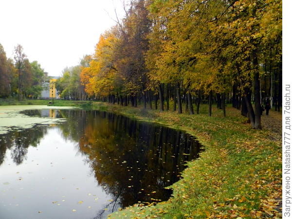 жж