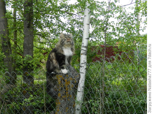 кот