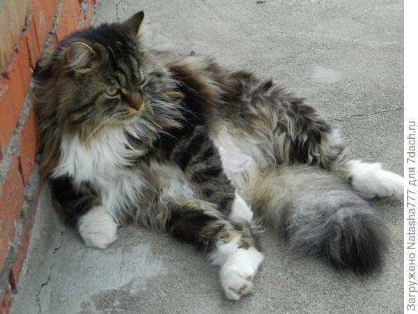 кот