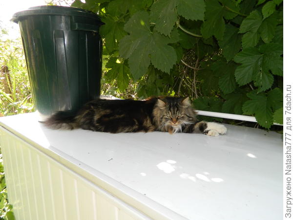 кот