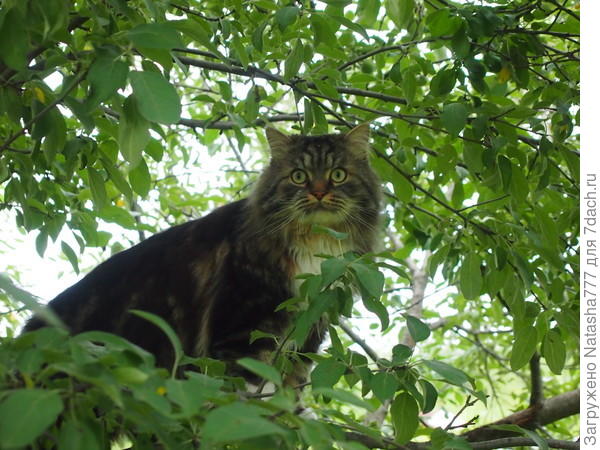 кот