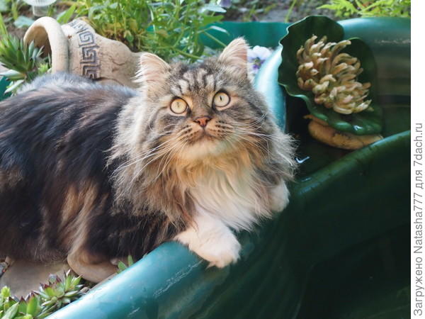 кот