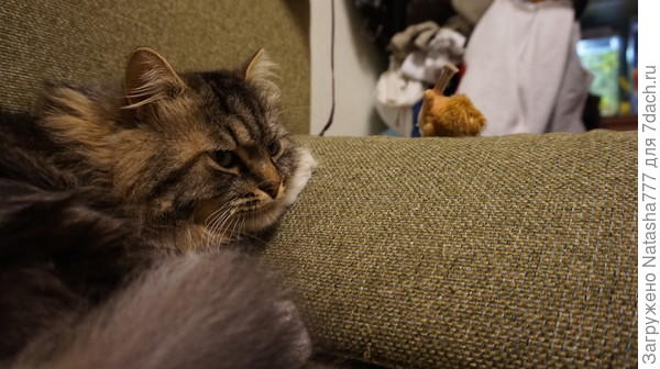 кот