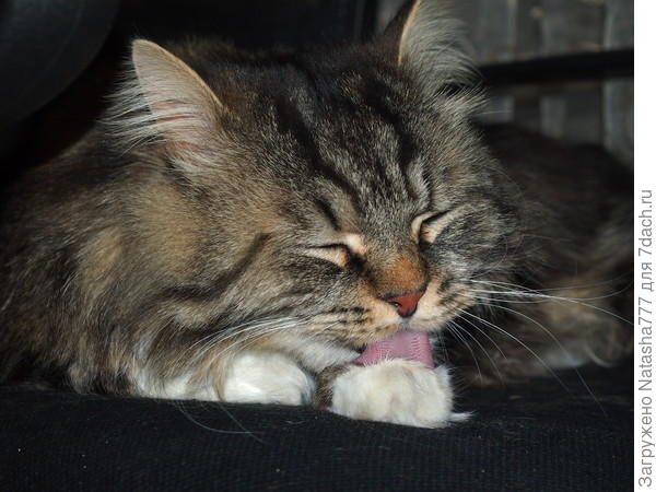 кот