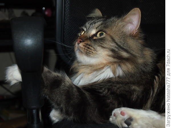кот
