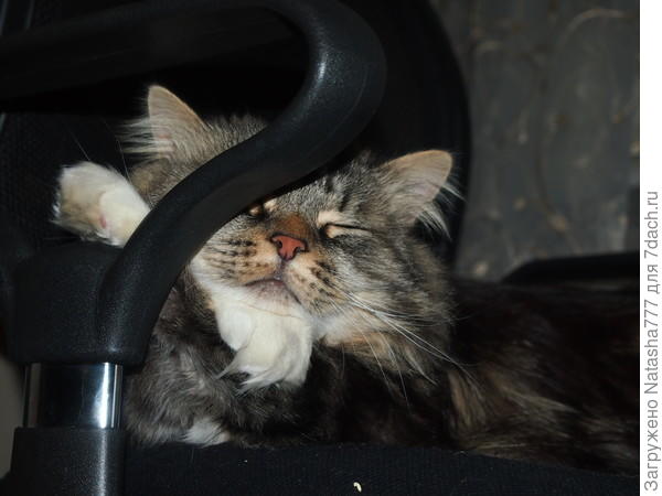 кот