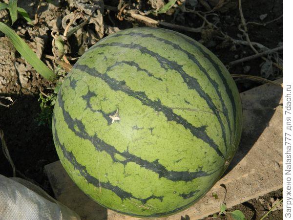 арбуз