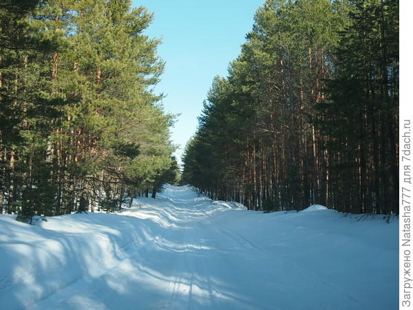 лес