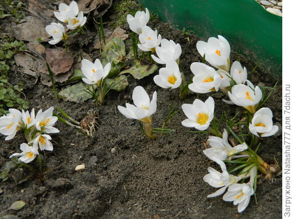 крокусы