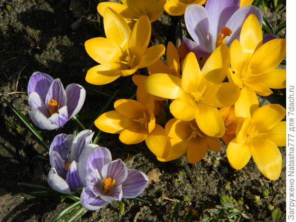 крокусы