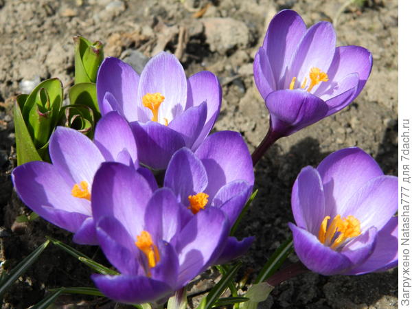 крокусы