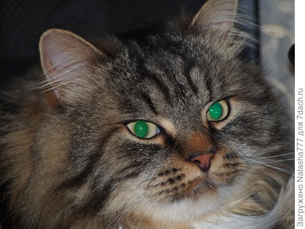 кот
