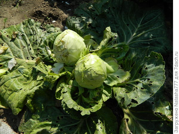 Новые кочанчики, после удаления основного кочана