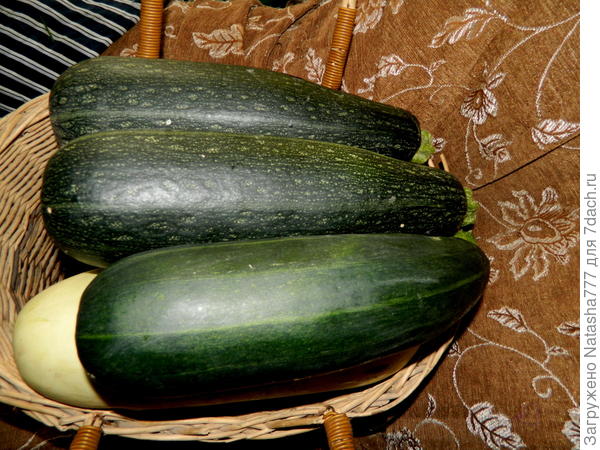 кабачки