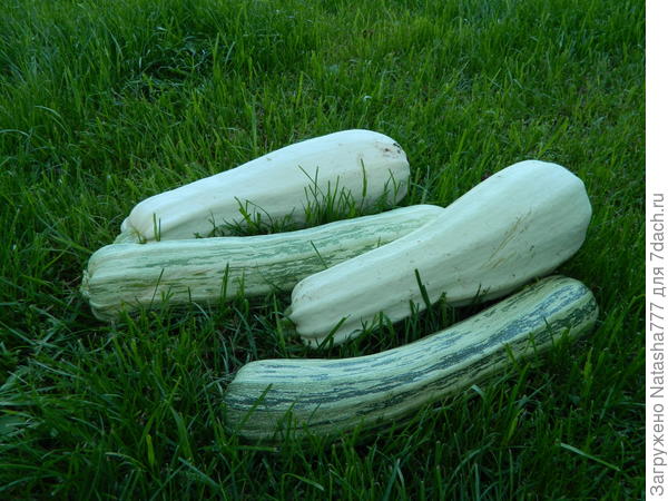 кабачки