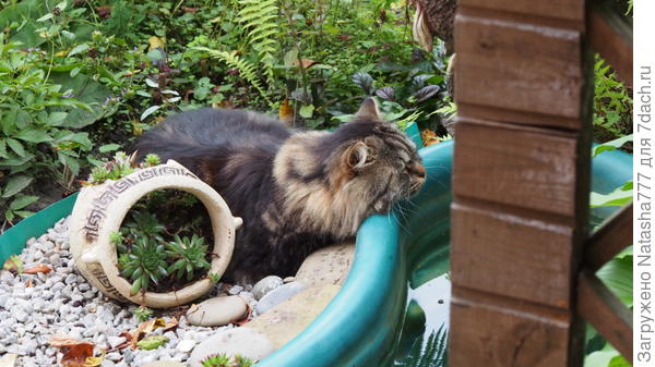 кот
