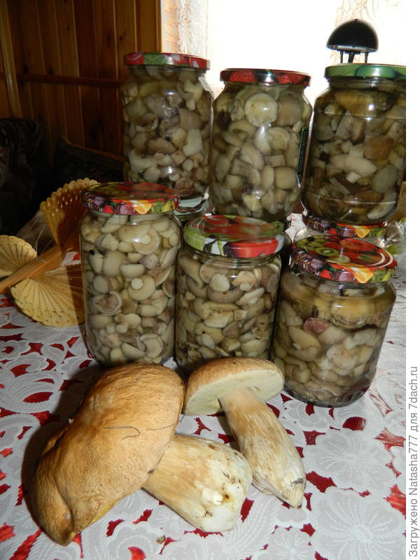 маслятки