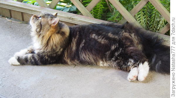 кот