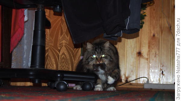 Кузьма с мышью