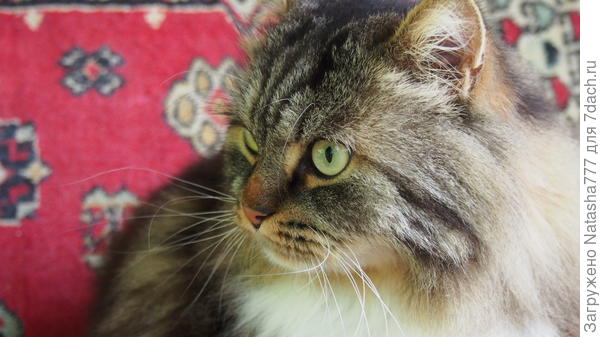 кот