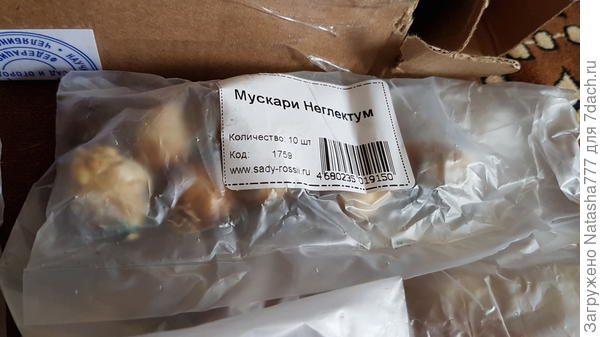 мускари